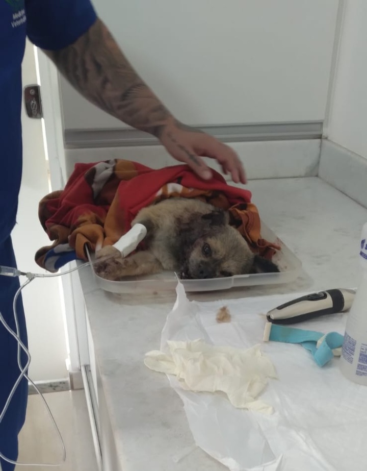 Tempo que não sentia tanta raiva de alguém. Atropelar e jogar vivo no mato?! Scooby foi valente,  mas não resistiu. Esse último olhar ao deixá-lo no veterinário não sai da minha cabeça. Me conforta ter feito tudo ao nosso alcance <a href="/Polliuai/">Polianna🚩</a>.