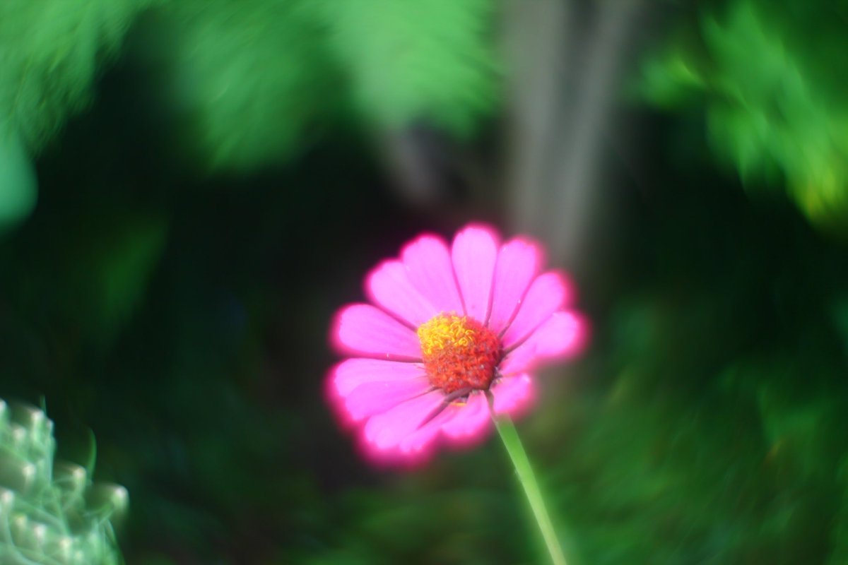 Lennography's tweet photo. I reversed the front element on my Helios, really loving the results :3 
I’d really like to take some portraits of someone with it.

#canonphotography #flower #helios #photograghy https://t.co/cfim04PmlS