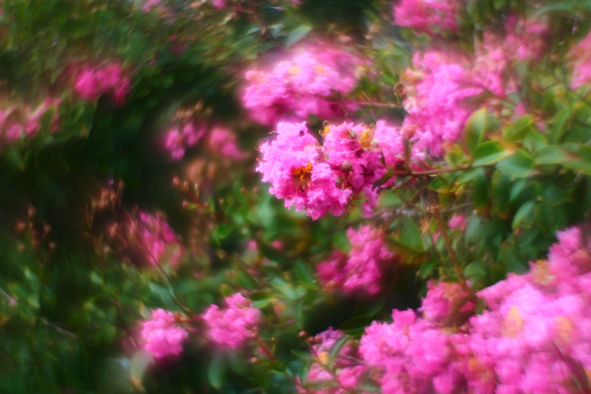 Lennography's tweet photo. I reversed the front element on my Helios, really loving the results :3 
I’d really like to take some portraits of someone with it.

#canonphotography #flower #helios #photograghy https://t.co/cfim04PmlS