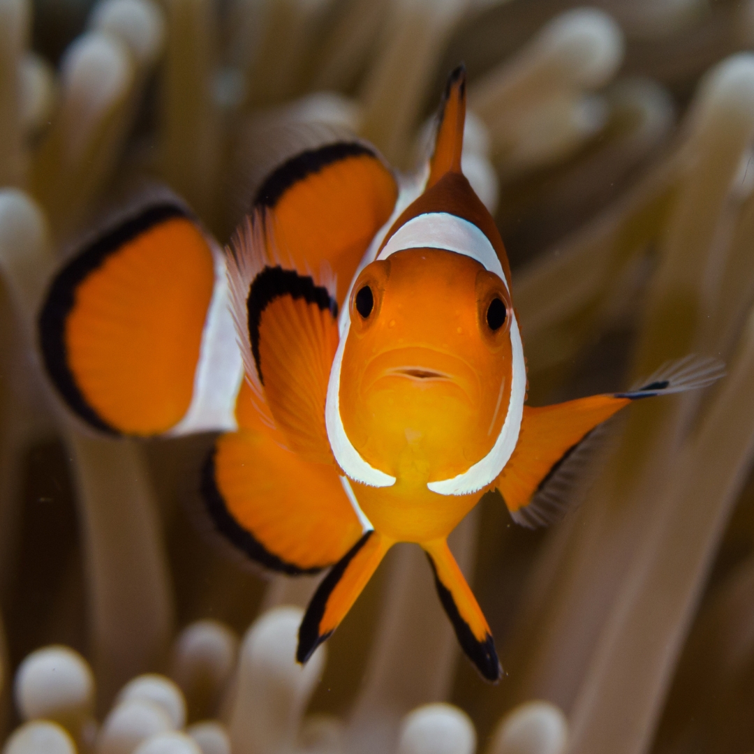 LiveaboardIndo's tweet photo. "Anemone fish: masters of symbiosis and guardians of their underwater kingdom."
Find more 👉 https://t.co/G4nzt5rS2r
#liveaboard #liveaboardindonesia #underwaterphotography #clownfish #anemonefish #seaanemone #anemone #nemofish #oceanart https://t.co/eFGkPphxkn