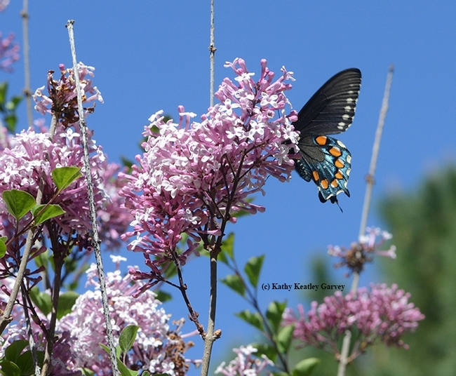 keatleygarvey's tweet photo. #ucdavis doctoral student Grace Horne to host  #Bioblitz at UC Davis Arboretum and Public Garden,  Saturday, April 29, 9 to 11 a.m. Meet in Shields White Garden. Part of City Nature Challenge. Photograph and upload images of plants and animals. #BugSquad https://t.co/HdzwcGVtSu https://t.co/sCgt6ln079