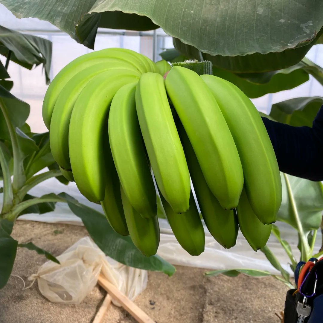 kintaro_farm877's tweet photo. お疲れ様です！
金太郎ファームです！！

遂に、バナナ🍌初収穫できました！！

ありがとうございます！！！ https://t.co/P2AzaaJTzL