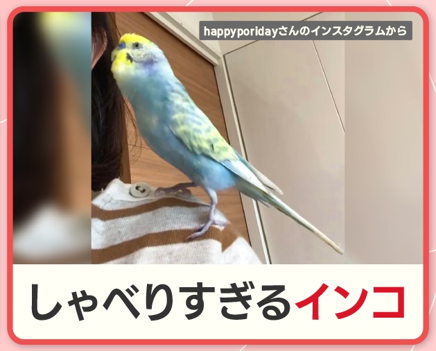 どの鳥が一番しゃべりますか?
