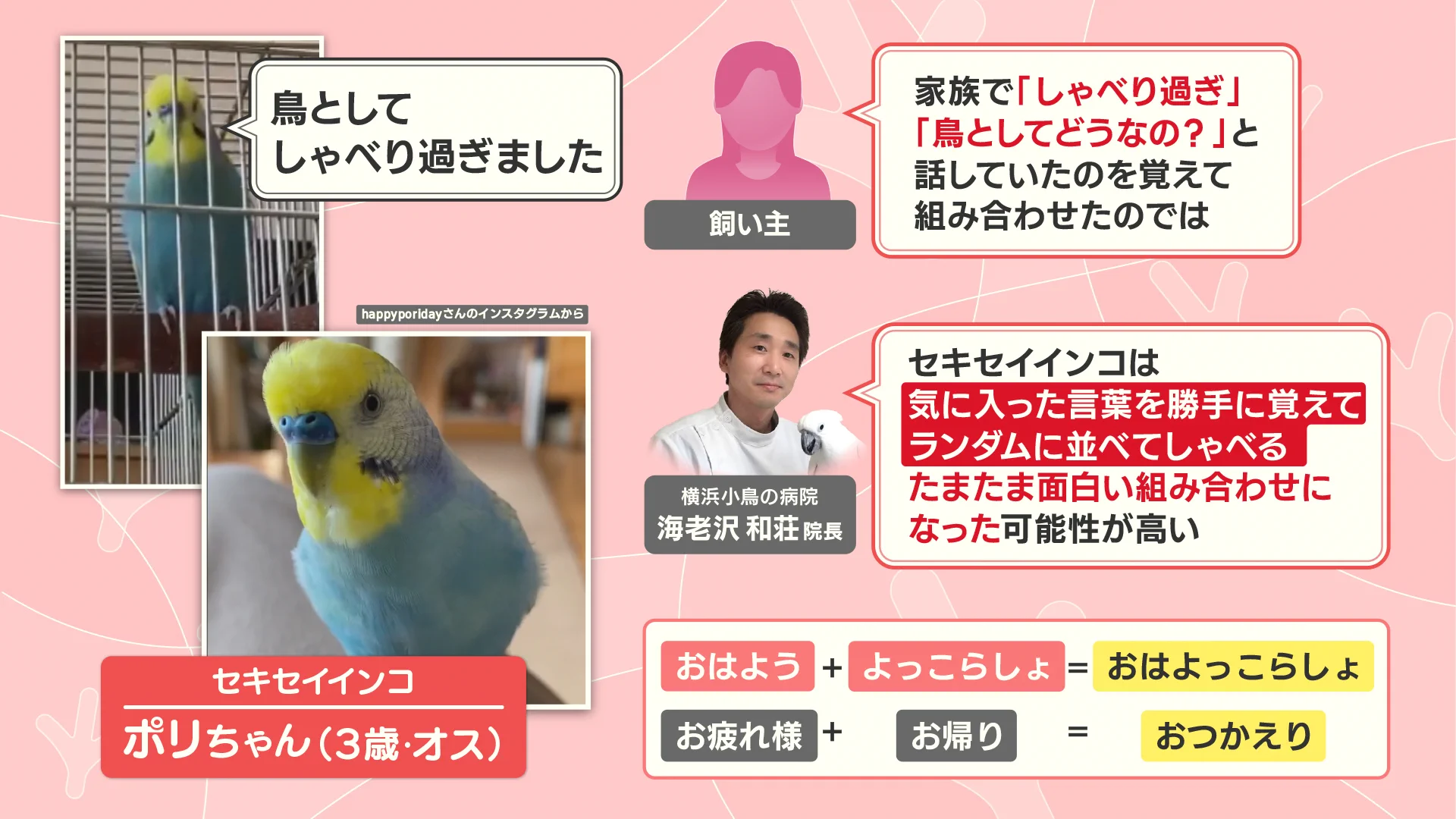愛用していたインコです 羽鳥慎一モーニングショー on X: 
