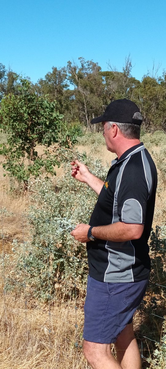 Mick Davis tweet media