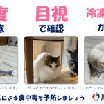 アニサキスには冷凍・加熱が有効!猫がかわいい厚労省からのお知らせ!