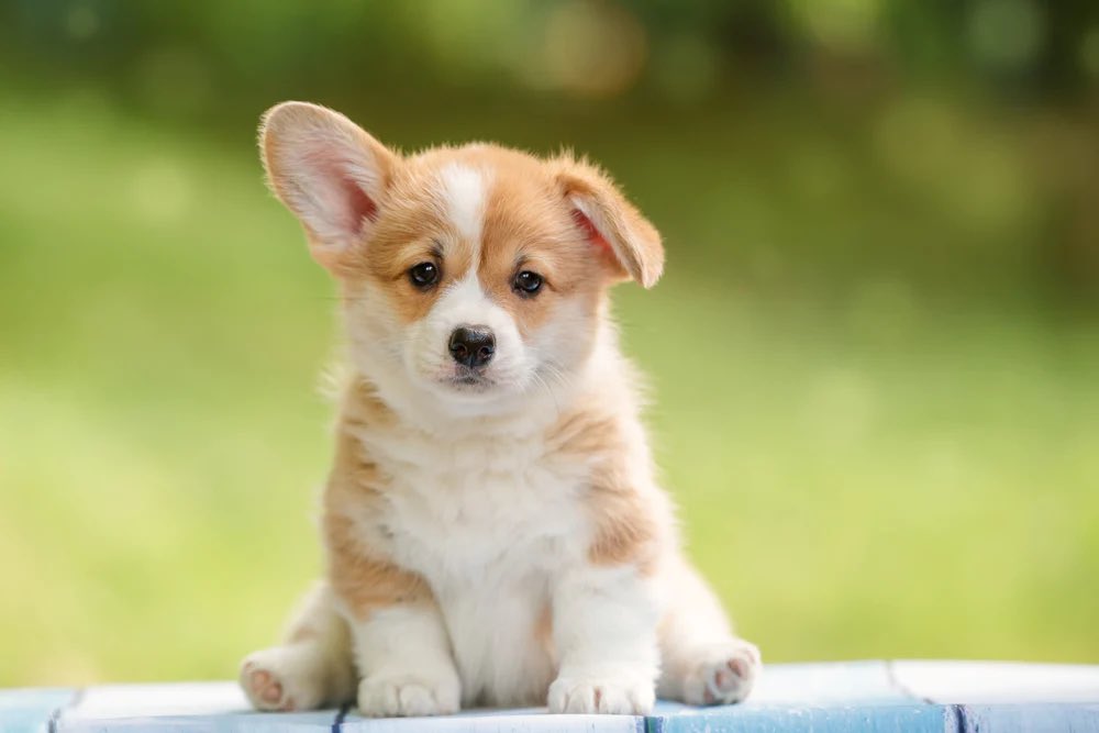 This little guy is looking for a forever home. Any takers?