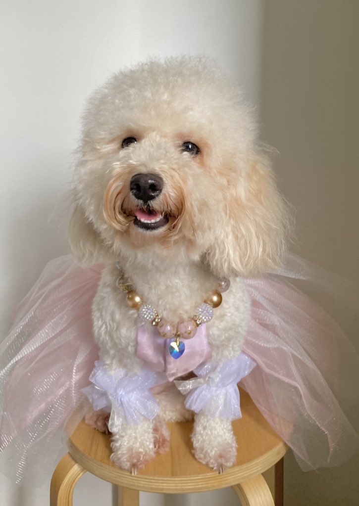 304rainbow's tweet photo. my little princess ballerina! 🩰💗🌷

time flies so fast 🥺 my baby girl is already 2 years old today!

#OurShiningBallerina_Butter 
#ButterisTwo
#HappyButterDay
#ButterBestGirl
#ButterTheBallerina 
#ButterTheDogWhoEatsEverything https://t.co/57bdOHMWUj