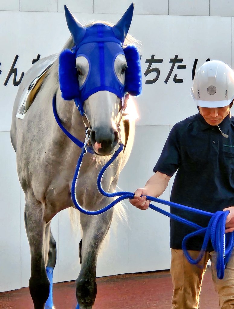 3/16 船橋7R
#シロイスズメ 追加
#船橋競馬
高知から船橋へ転厩初レース🏇
圧勝でした‼
おめでとうございます👏💐
 