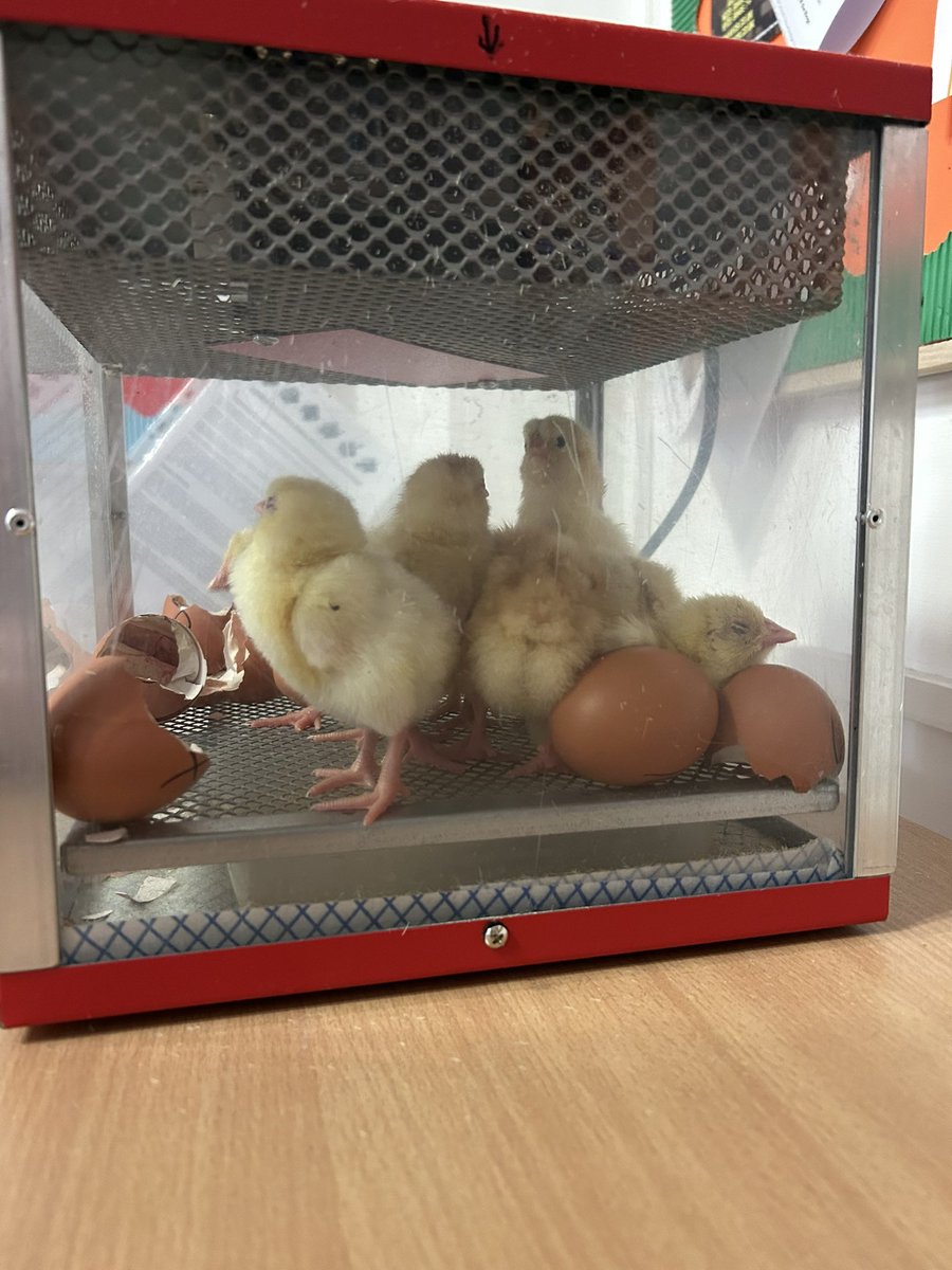 Headteacher tweet media