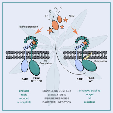 Yvon Jaillais (@yvonjaillais) on Twitter photo Super interesting work by <a href="/PiersHemsley/">Piers Hemsley</a> and <a href="/NanoSignaling/">Julien Gronnier</a>. I love S-acylation, still so much to discover!
▶️ S-acylation stabilizes ligand-induced receptor kinase complex formation during plant pattern-triggered immune signaling <a href="/CurrentBiology/">Current Biology</a>
cell.com/current-biolog… Super interesting work by <a href="/PiersHemsley/">Piers Hemsley</a> and <a href="/NanoSignaling/">Julien Gronnier</a>. I love S-acylation, still so much to discover!
▶️ S-acylation stabilizes ligand-induced receptor kinase complex formation during plant pattern-triggered immune signaling <a href="/CurrentBiology/">Current Biology</a>
cell.com/current-biolog…