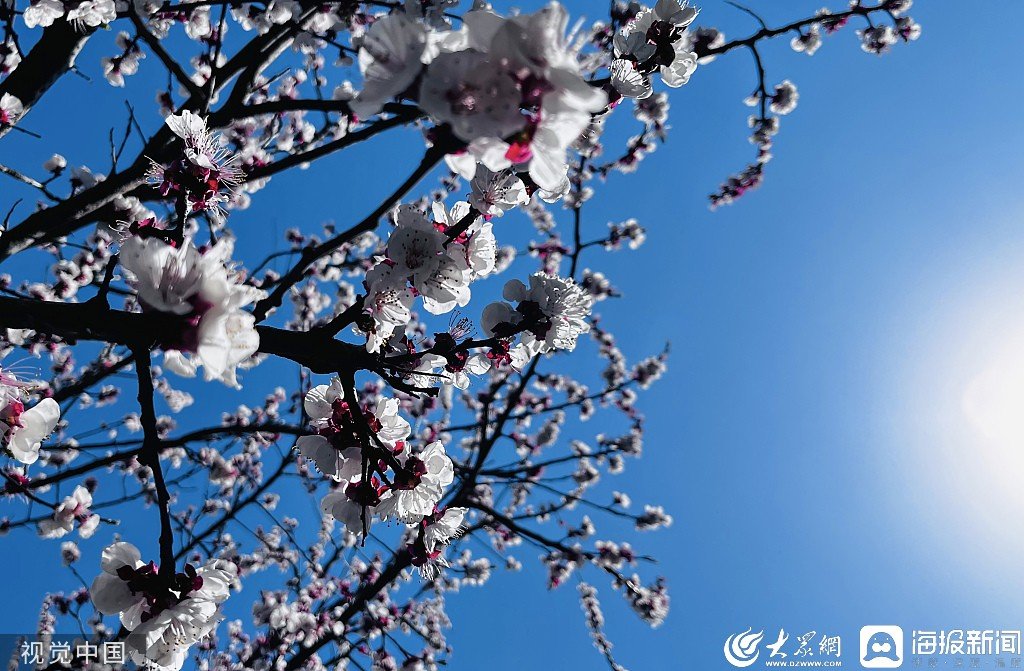 LinyiOfficial's tweet photo. #Spring is in full swing in #Linyi as various flowers, from plums and cherry blossoms to winter jasmines, are in bloom. Get out of the house and enjoy the beauty and fragrance of these flowers in the season of rebirth. #SpringinLinyi https://t.co/Veia5vwrRj