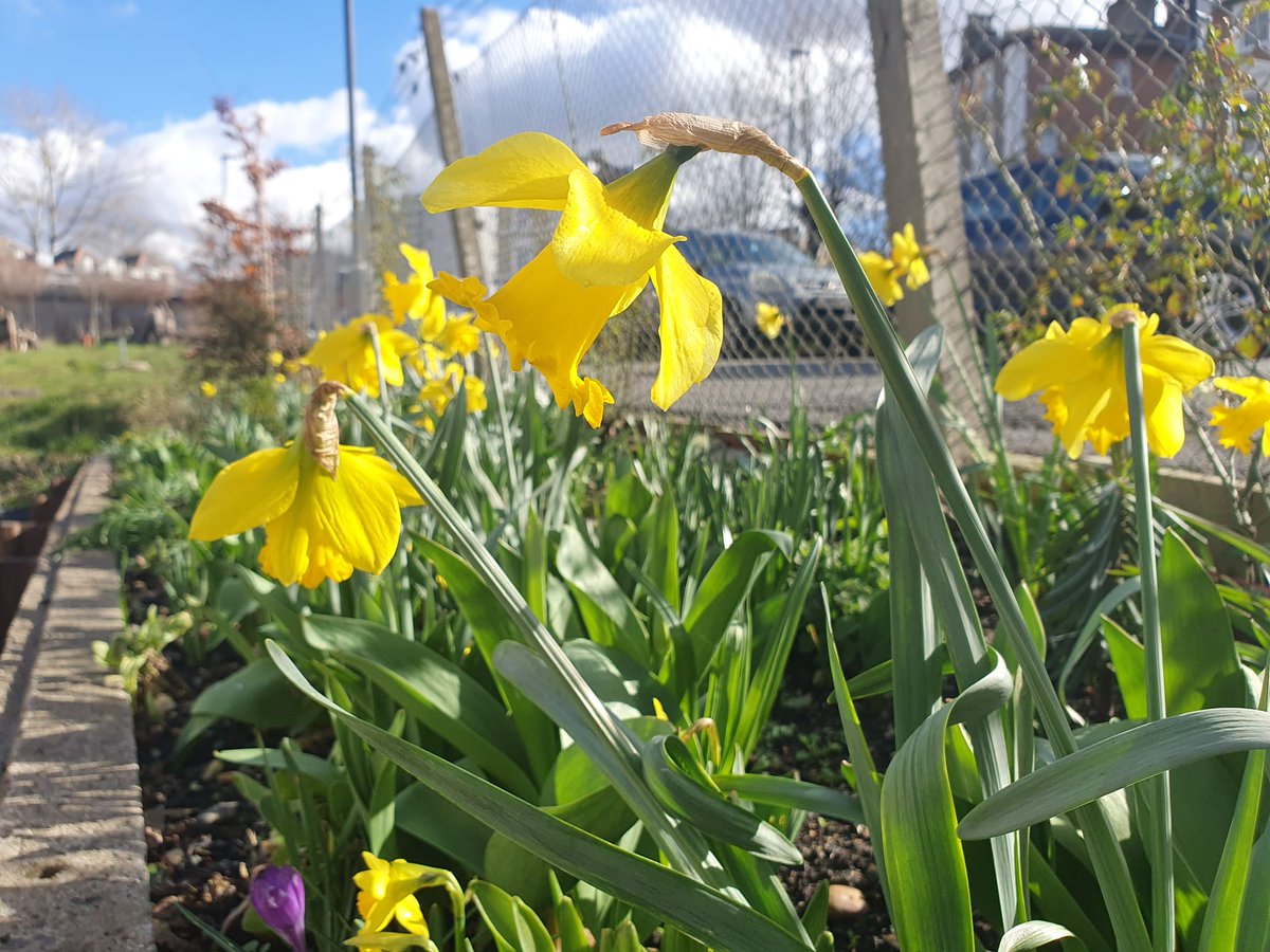 The Gipsy Hill Station garden is open this Saturday from 10am.

Come and see the flowers and help us get ready for spring.
#supportlocal 
#gipsyhill
#lovegipsyhill