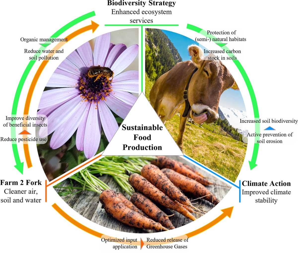 Out in @ConBiology Opportunities and challenges for Common Agricultural Policy reform to support the EU Green Deal We discuss (mis)alignment between 2 key EU policies and the need for proper control of CAP Strategic Plans @IvonneCuadros @andreacrasto doi.org/10.1111/cobi.1…
