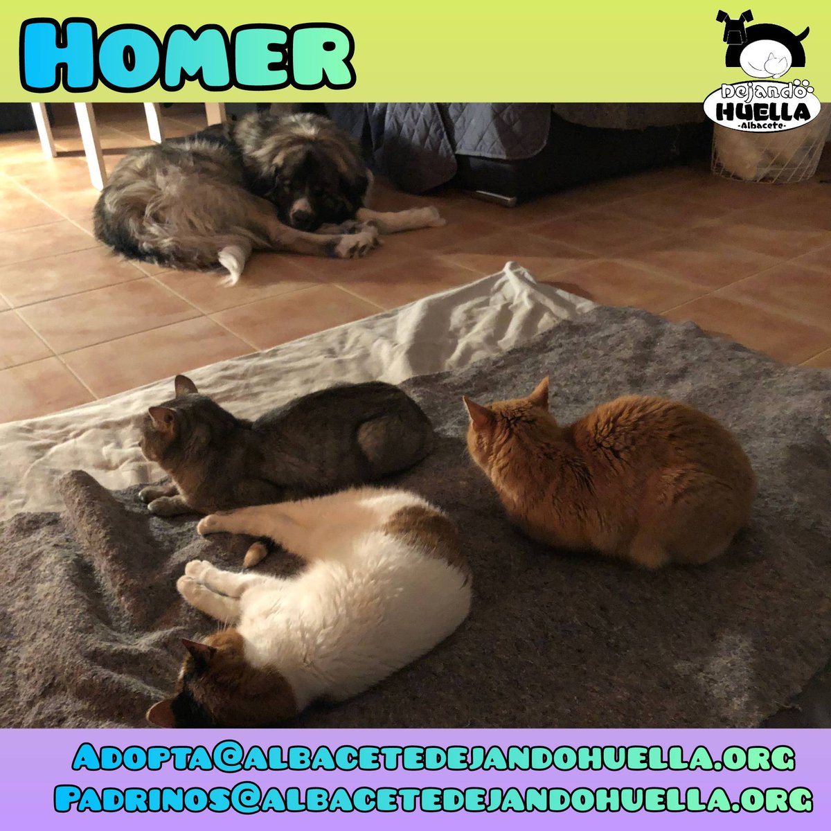 DejandoHuellaAB's tweet photo. La prueba viviente de que en una casa con gatos y perros puede haber perfectamente paz es esta foto... También es la prueba de quién manda y siempre ganan l@s michis. Homer se ha adaptado perfectamente a la convivencia con sus hermanit@s felin@s.
#Albacete https://t.co/C4L9bVqYMh