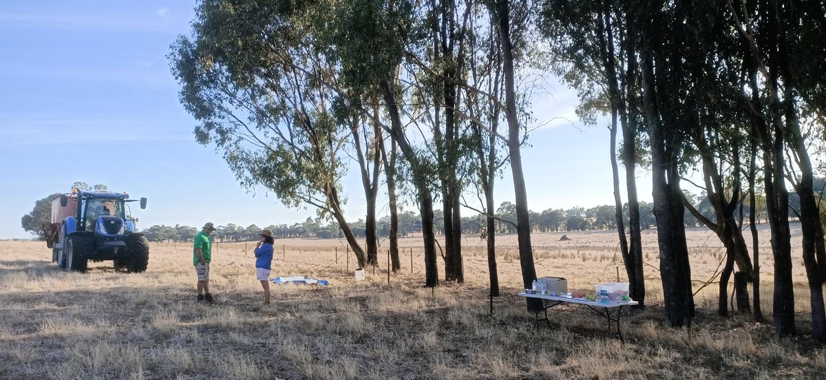 RiverinePlains's tweet photo. Thank you to Don and Peter for hosting our first on-farm livestock workshop yesterday at Earlston and Baddaginnie. It was a great day and we are proud of the progress we have made with our workshop options.
@VicHub_Drought @VicGovAg #livestock #stockcontainment #futuredroughtfund https://t.co/1UwqzPy3nq