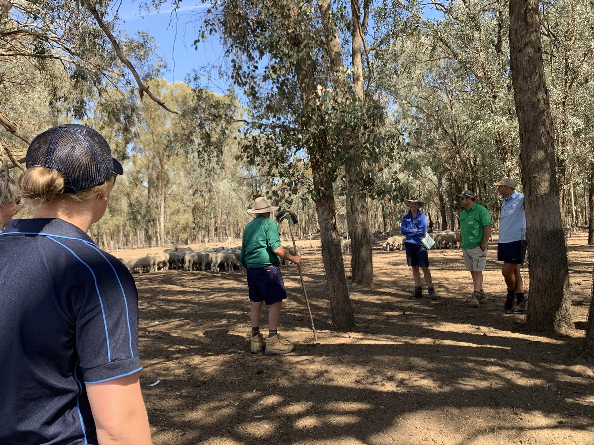 RiverinePlains's tweet photo. Thank you to Don and Peter for hosting our first on-farm livestock workshop yesterday at Earlston and Baddaginnie. It was a great day and we are proud of the progress we have made with our workshop options.
@VicHub_Drought @VicGovAg #livestock #stockcontainment #futuredroughtfund https://t.co/1UwqzPy3nq