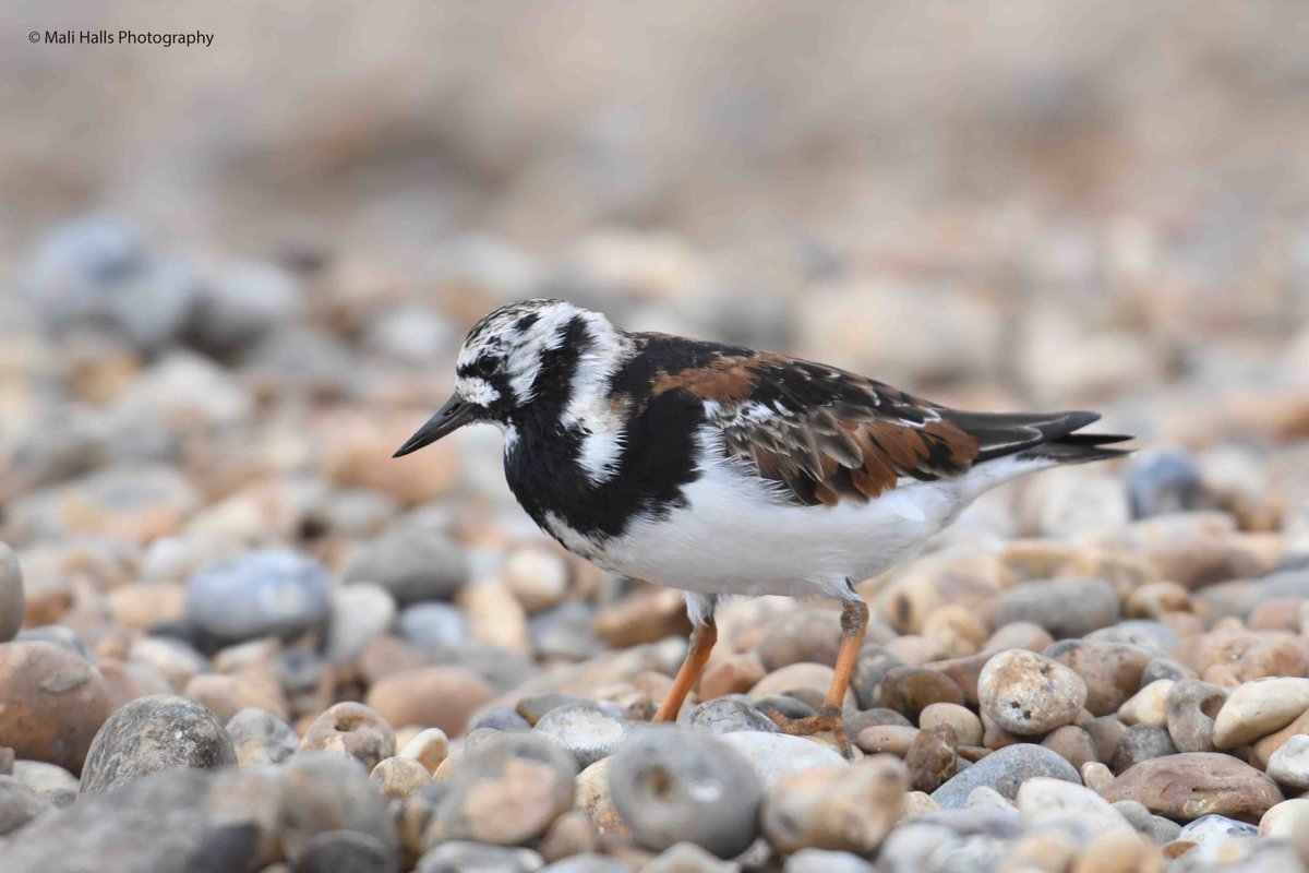 MaliHalls's tweet image. #Turnstone.

#Morning #Tweeps, I hope your #day is #good...We have a #damp #windy start here.

#BirdTwitter #Nature #Photography #wildlife #birds #TwitterNatureCommunity #birding  #NaturePhotography #birdphotography #WildlifePhotography #Nikon #Sigma #wader
