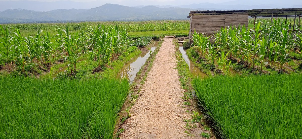 IrisNews_'s tweet photo. 🛑🏆 The Sezerano Farming Company (#SOFACO) has launched the 1st edition of the 'Malaïka Innovation Award competition', aimed at promoting #agriculture by promoting young Burundian entrepreneurs with running projects in this field.
#MalaïkaInnovationAward2023
#Burundi https://t.co/wWQLB6ygfh