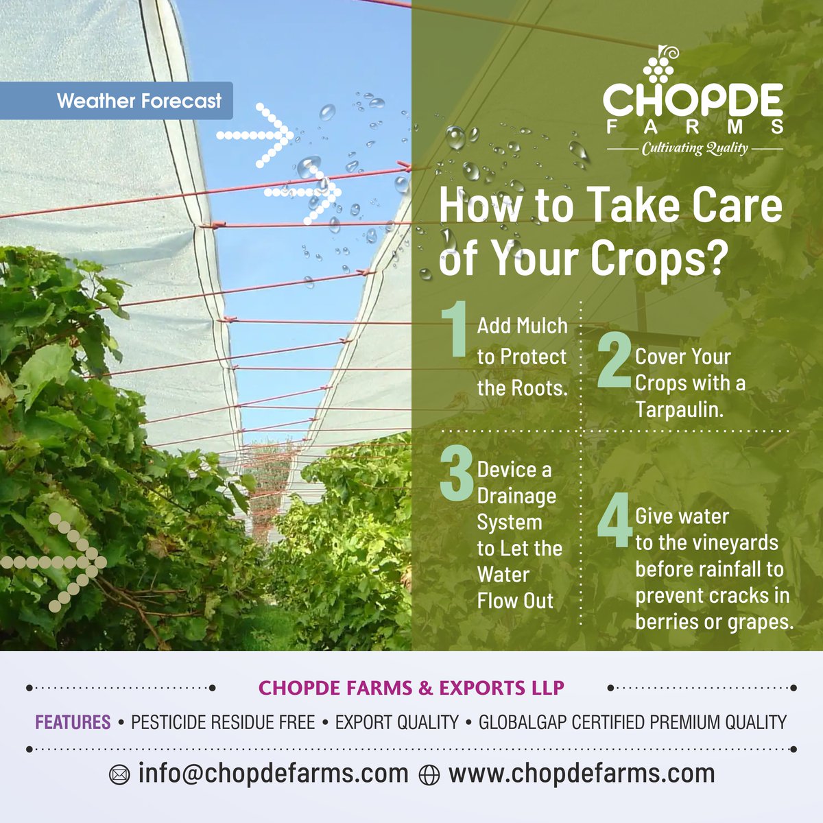 ChopdeFarms's tweet photo. Weather Forecast
☑️Showers expected on 16th, 17th and 18th March
☑️The Impact of Unseasonal Showers on Vineyards
☑️How to take care of your crops?

#weatherforecast #chopdefarms #fruitexport #fruit #export #fruits #fruitimport #freshfruit #freshfruits #fruitexporters #iranexport https://t.co/1iPKkJe79s