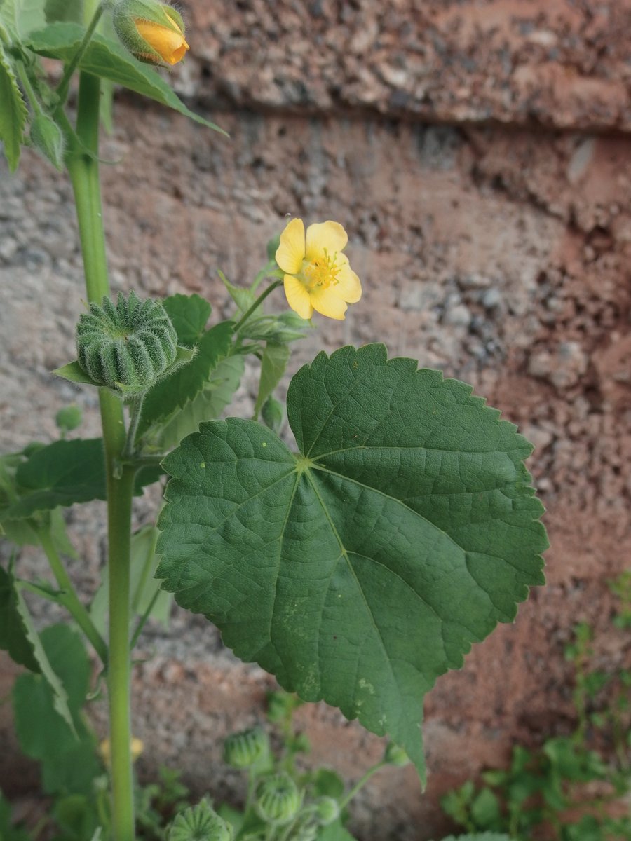 PhytoKeys's tweet photo. In 2019, #Abutilon albidum plants were rediscovered on Tenerife. Until then, A. grandifolium - widely naturalised &amp; #invasive on the Canary Islands - was the only species of Abutilon known from the island: https://t.co/aluyAuz8pS #Malvaceae #botany https://t.co/4pd677kRx2