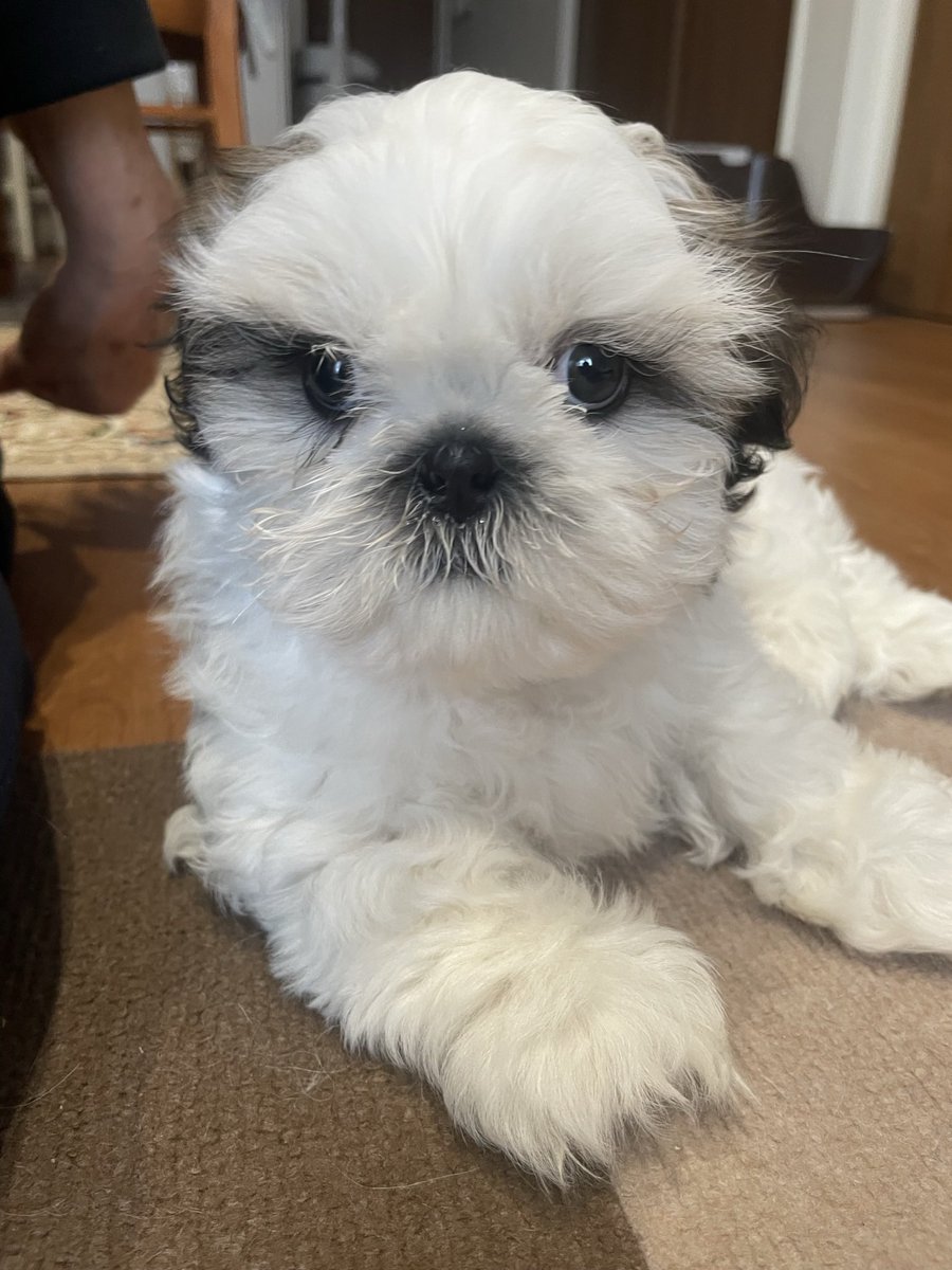 marron_nene's tweet photo. 愛知県在住中
ブリーダーしてます。
この子の家族15万円で募集してます
パパチャンピオン犬でとてもしっかりした男の子です。ご検討してる方みえたらDM下さい https://t.co/VaK7iXN41a