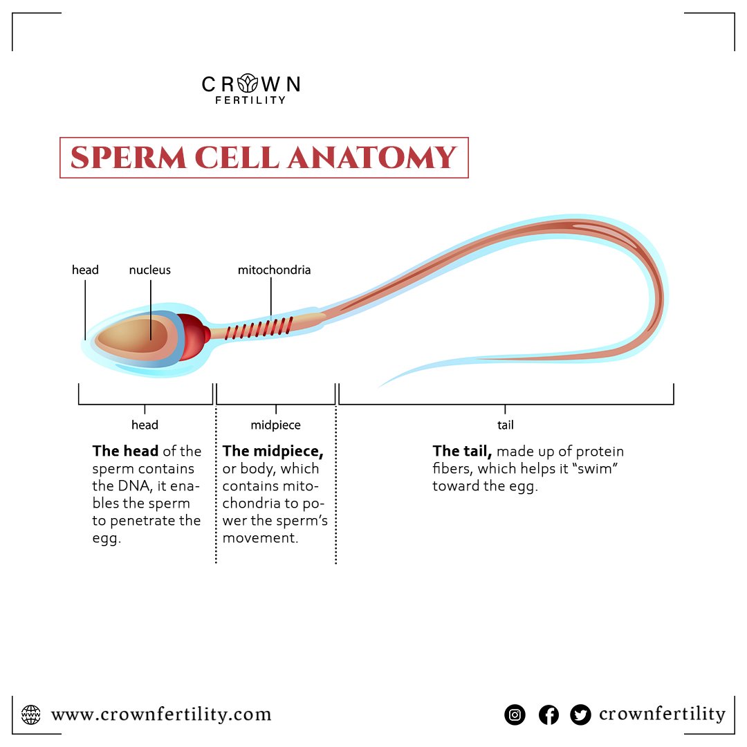 CrownfertilityU's tweet image. Anatomy of Sperm Cell.

#SpermQ #SpermProblem #sperms #maleinfertility #malehealth #menshealthweek #menshealth #crownfertility #fertility #fertilitynutrition #fertiliytips #fertilitysupplements #fertilitynutritionist