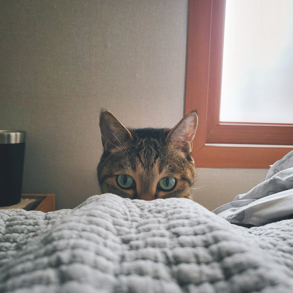 내가 침대에 누워있을 때 연시가 이렇게 쇽!! 머리만 나타나곤 하는데 진짜 너무 귀여워서 나만 알고있을셈이었지만 오늘 사진찍기에 성공했으므로 공유함