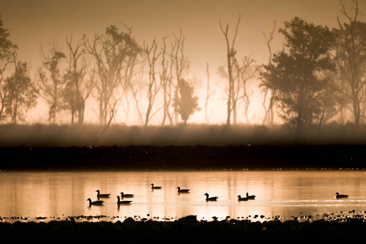 Ruddy Shelducks during early morning golden hours. #RajajiTigerReserve #PhotographyIsArt #uttarakhand