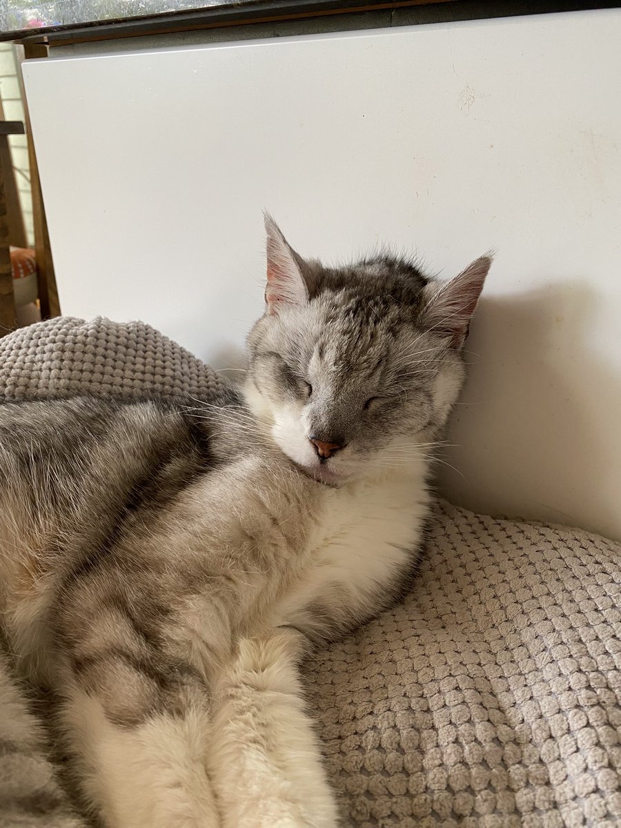 jacquirudd's tweet photo. Naps are the best! #Jasper #oldmancat https://t.co/CnBdrIHvd8