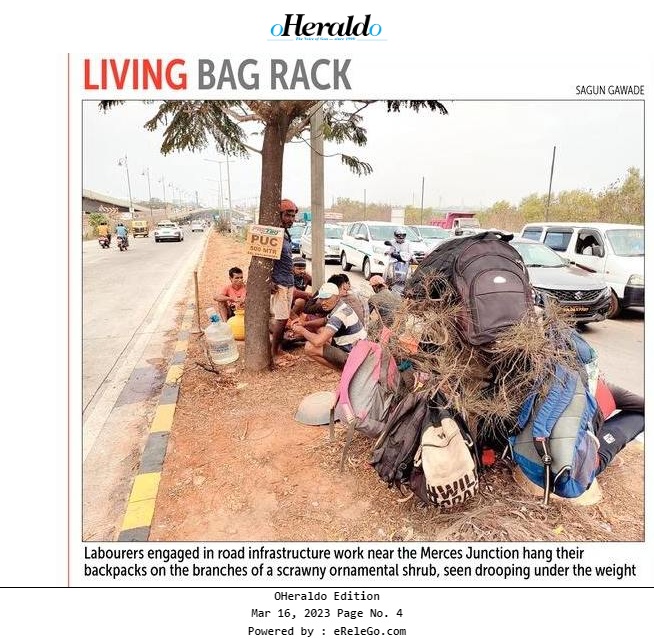 oheraldogoa's tweet photo. Living Bag Rack | #Labourers engaged in a road #infrastructure work near the #MercesJunction hang their backpacks on the branches of a scrawny ornamental shrub, seen drooping under the weight... https://t.co/KX0wvHF5dk