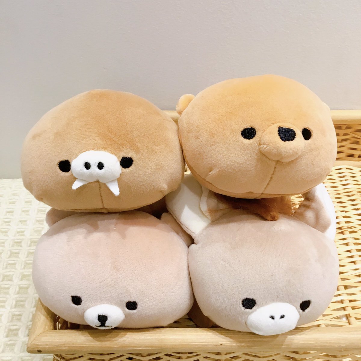 茶色のモフモ大集合🌟 同じ色でも個性あふれる♪キュートな子たちです