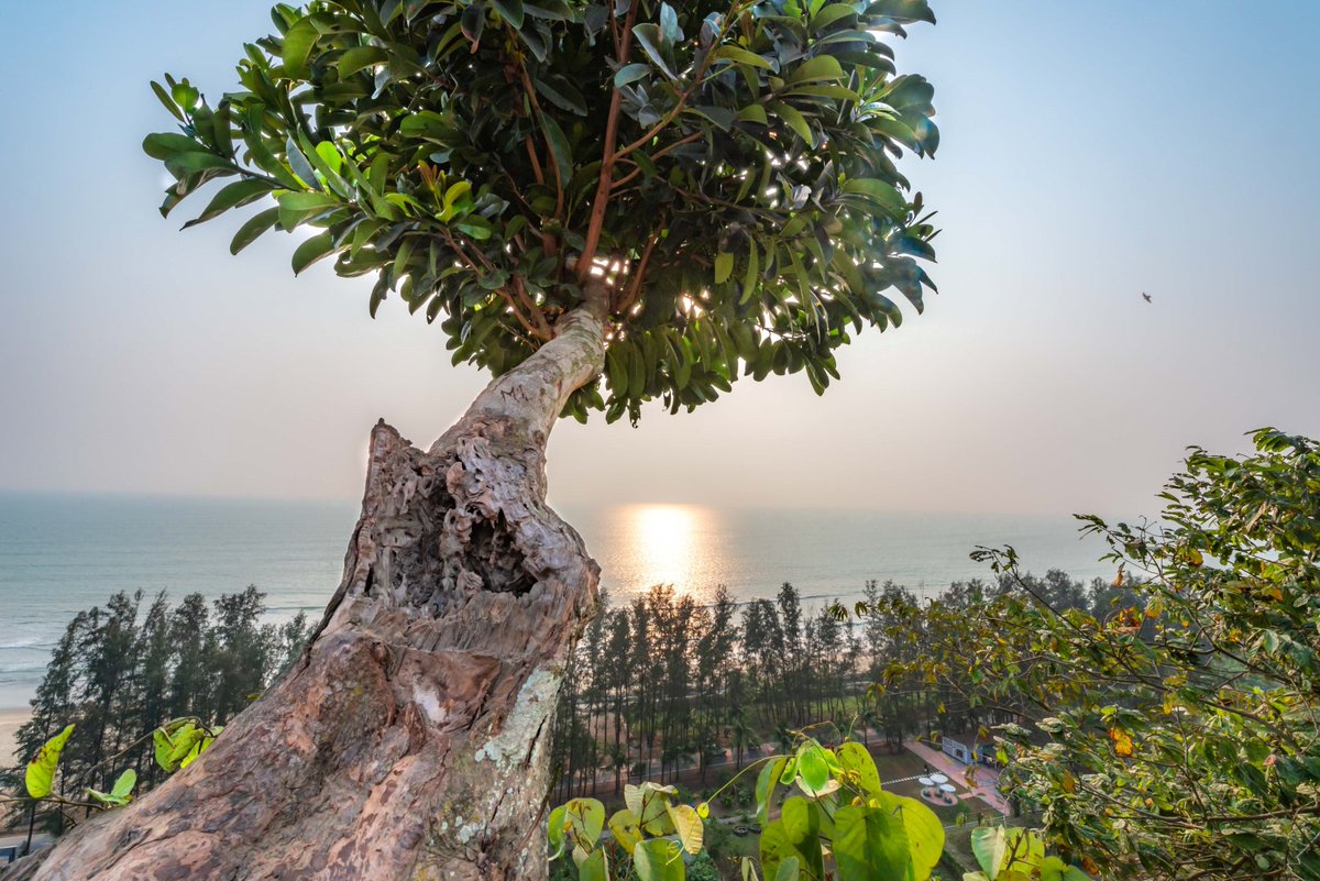 mnayeemj's tweet photo. Tree of life....

#photography #PictureOfTheDay #morning #sun #nikoncreator #nikoncreators #beach #goodmorning #GoodVibes #coxsbazar #Bangladesh #Editorial

@NikonUSA @UKNikon https://t.co/MPM1lCWzwe