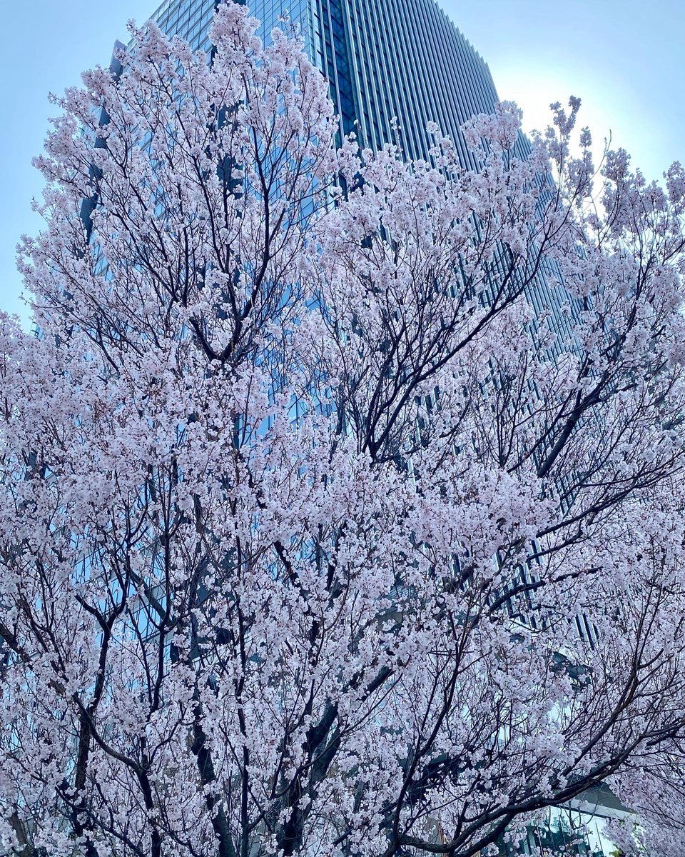 Mikacchi73's tweet photo. こんなに開花🌸しているとは思わなかった✨
春ですね🌸🌸🌸

#飯田橋　#お花見 https://t.co/xxnHACWGJA