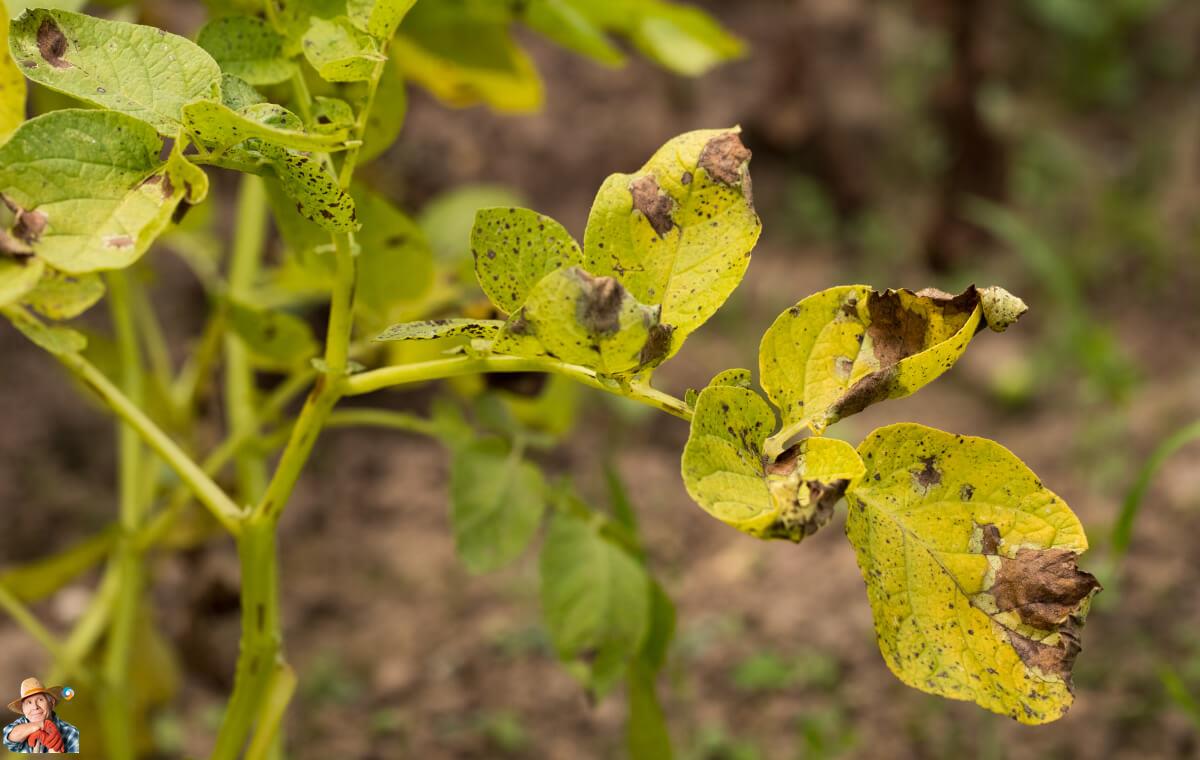potatosystem1's tweet photo. Identifying Symptoms of Alternaria Solani Infection on Potato and Tomato Crops
#AlternariaSolani #PotatoCrops #TomatoCrops #FungalPathogen #PlantHygiene #Fungicides #Symptoms Alternaria Solani is a fungal pathogen that can cause significant da...
https://t.co/LNztVESz7X https://t.co/3Vqznhcfzw