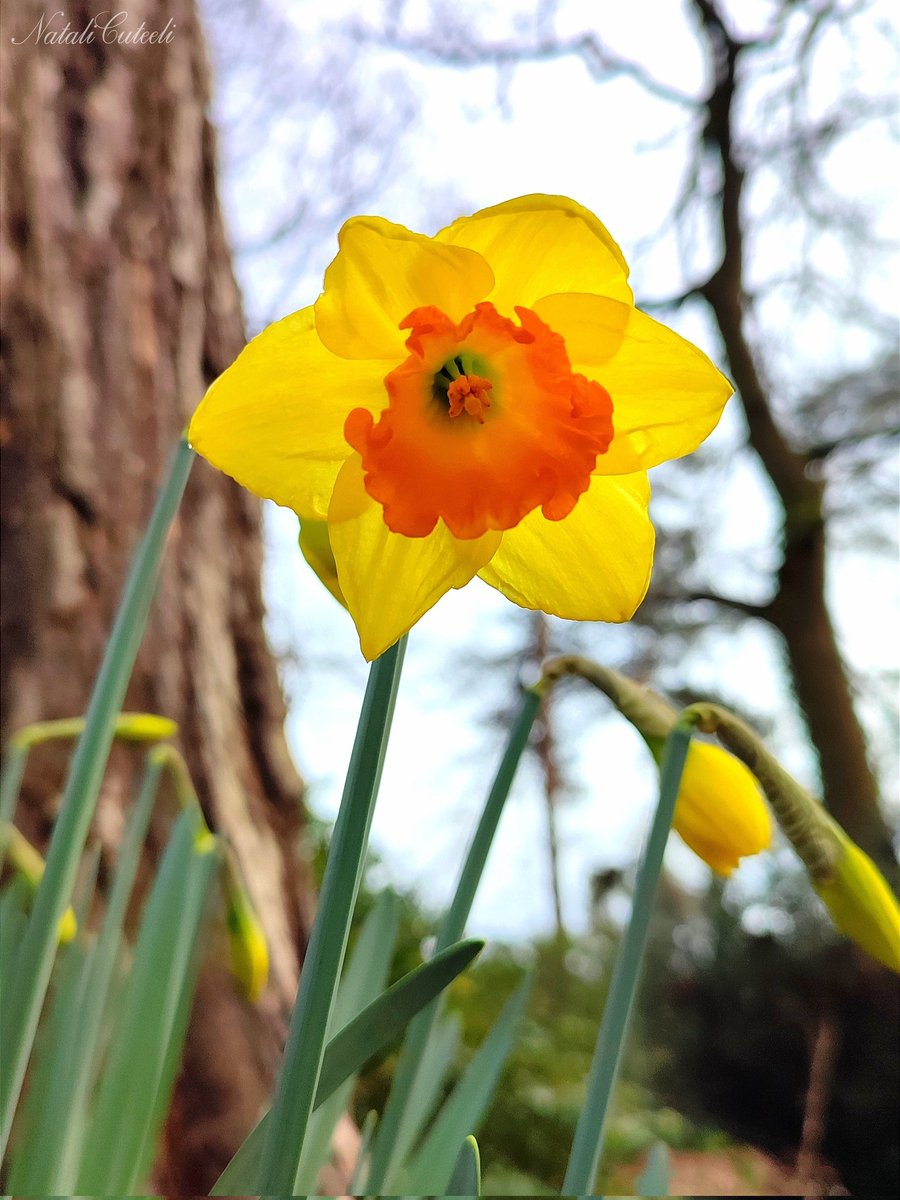Have a beautiful day and spring mood everyone! 😊🌿🌻🌿
✨
#cuteeli #NaturePhotography #art #beautiful #positive #environment #landscape #gardening #flowers #nature #daffodil #narcissus #love #TwitterNatureCommunity #cute