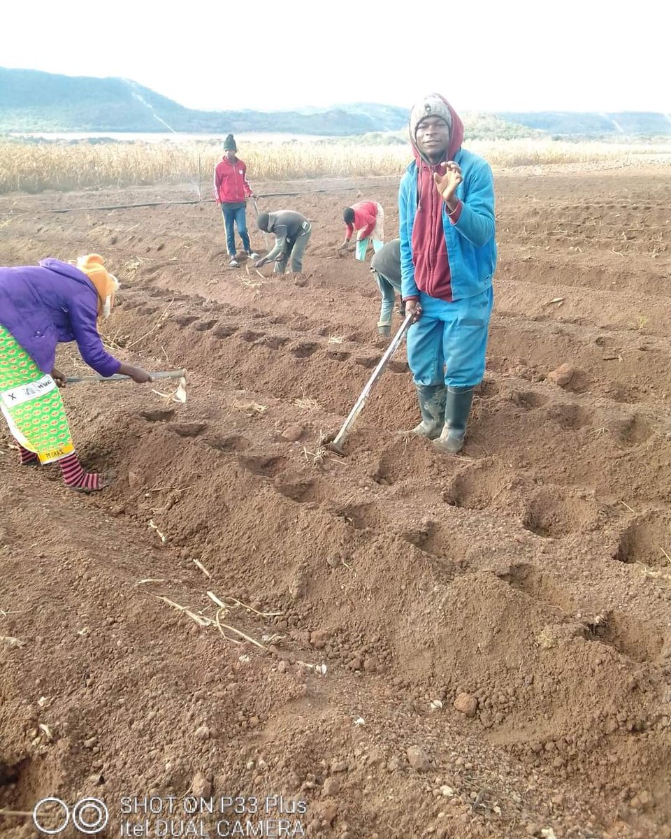 TakueMdumeni's tweet photo. 👩🏻‍🌾In farming its not about having the right opportunity but its about handling the opportunity right. Start with what you have and grow,  just remember farming is not a competition, but a journey to feed the nation.
@GlobalFarmersC1 @farmhutafrica @FarmDudeZW @PoteDior https://t.co/4wEPDU8N9R