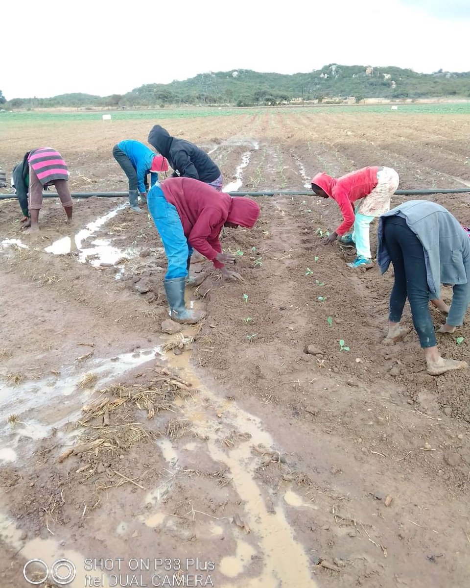 👩🏻‍🌾In farming its not about having the right opportunity but its about handling the opportunity right. Start with what you have and grow,  just remember farming is not a competition, but a journey to feed the nation.
<a href="/GlobalFarmersC1/">Global Farmers Connect🌍</a> <a href="/farmhutafrica/">Farmhut Africa</a> <a href="/FarmDudeZW/">Tinashe Rodney Chitsove 🇿🇼🇰🇪🇷🇼</a> <a href="/PoteDior/">Dior Pote</a>