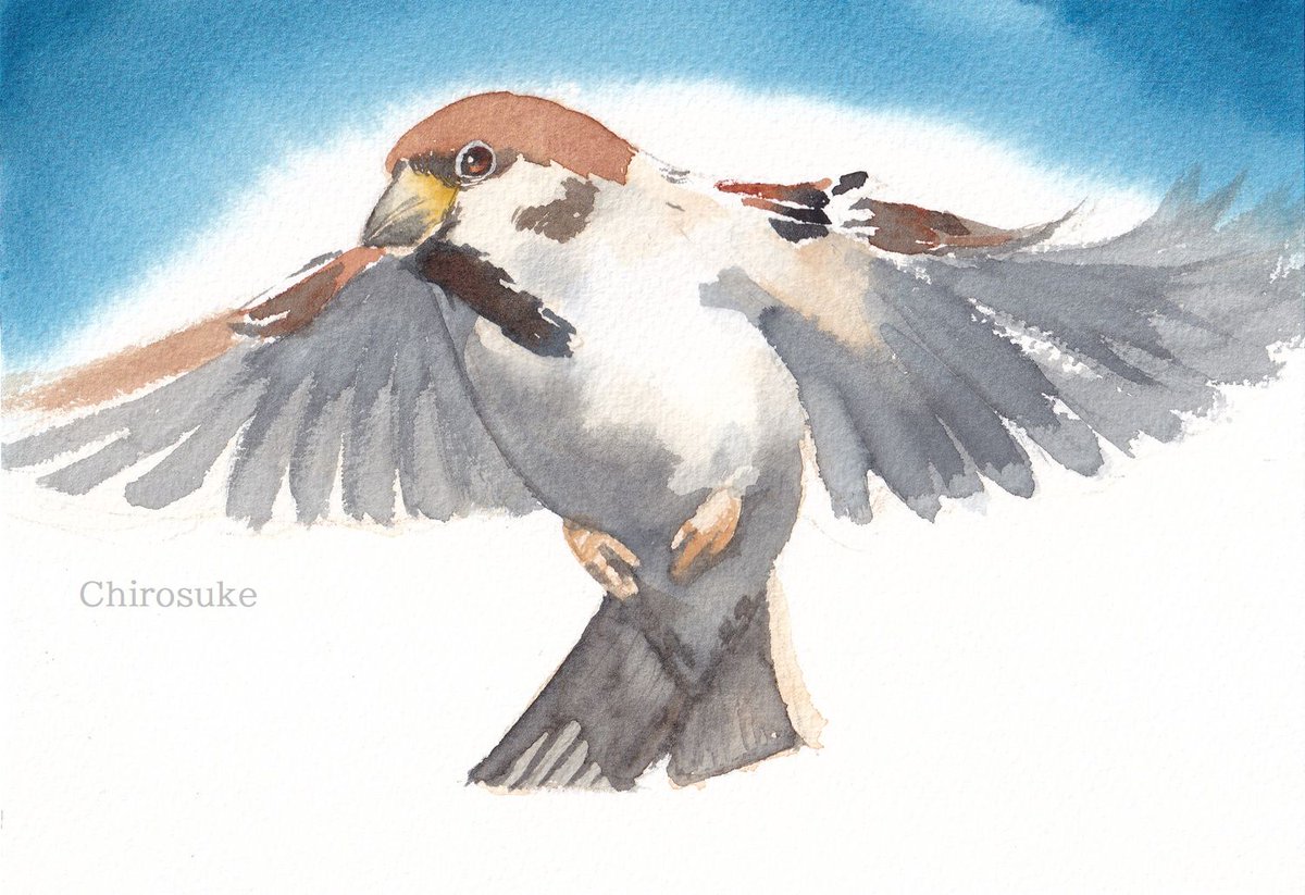 「絵を描くための鳥の写真集から#スズメ #水彩画  」|ちろ助のイラスト