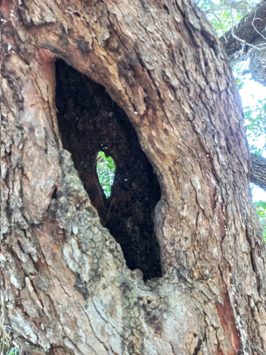 Love from Platbos Forest in Gansbaai 💚
#nature #Gansbaai