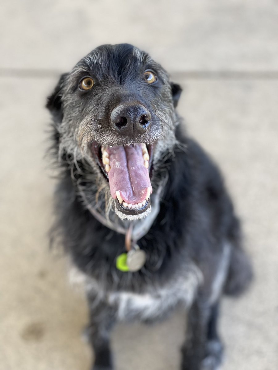 EJadeMoss94's tweet photo. My fur man turns 5 tomorrow! Can’t believe he’s been with my family for that long tbh. At times when he was a pup he caused so much mischief, he was almost booted out. But I still love him not matter what.❤️ #kelpiex #dogs2023 #dog #dogsarefamily #doglovers https://t.co/0LCpfRWVoJ