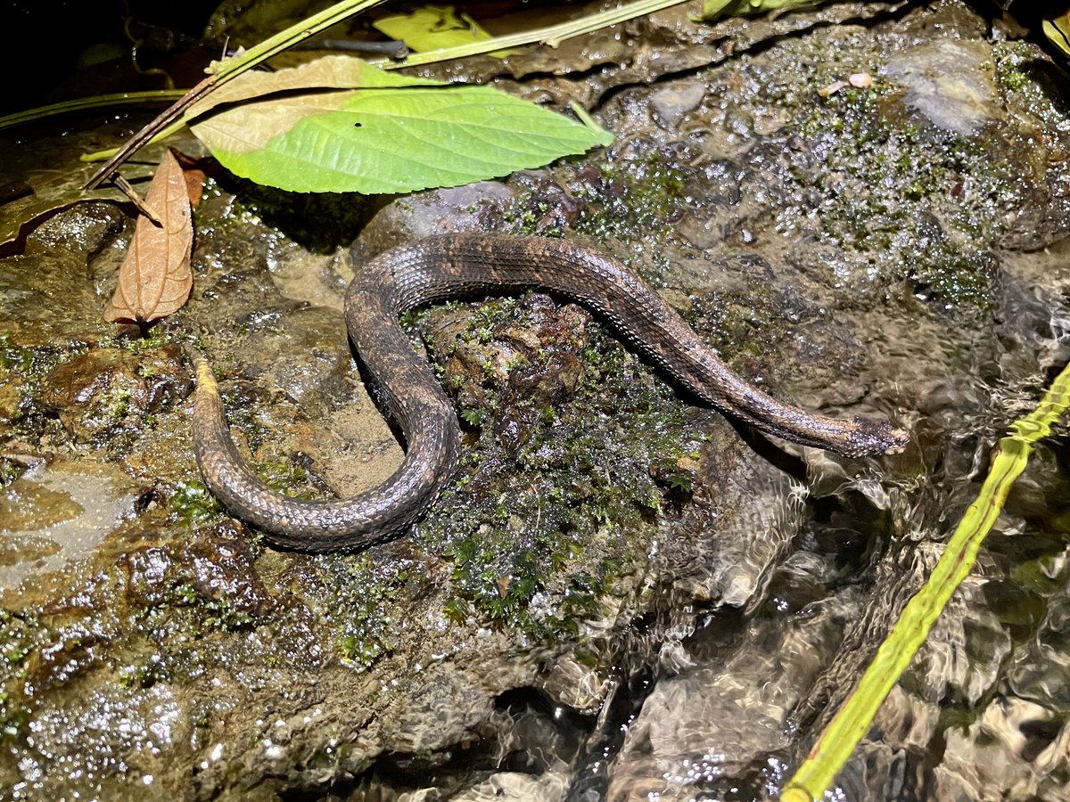 Halftime of our 4 weeks field trip to the Ecuadorian #Chocó rainforest. Already saw more than 70 species of #reptiles and #amphibians + a lot of cool birds and other animals. However, the main goal is to investigate food webs along a forest restoration gradient.