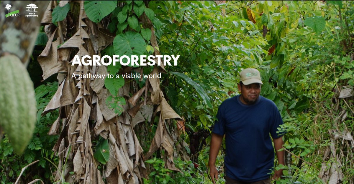 TheLandAlliance's tweet photo. 🌳 More than simply ‘agriculture with trees’, #agroforestry is an agroecological approach that involves farmers, livestock, trees and forests, from households through to landscapes. It is the ‘future of global land use!

▶️: https://t.co/dnf1xejVnj

#Trees4Resilience https://t.co/s5KJXPPFwi