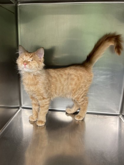 Paging <a href="/JortsTheCat/">Jorts (and Jean)</a> <a href="/feederofcats/">Friends of Bear Cat Rescue</a> <a href="/mrfishtopher/">Fishtopher and Friends</a> <a href="/GONZOtheGhoast/">Gonzo Does Tweets🐈he/him</a> We have an eyeless orange smol boi who needs some press 

yakimahumane.org/adopt/cats/det…