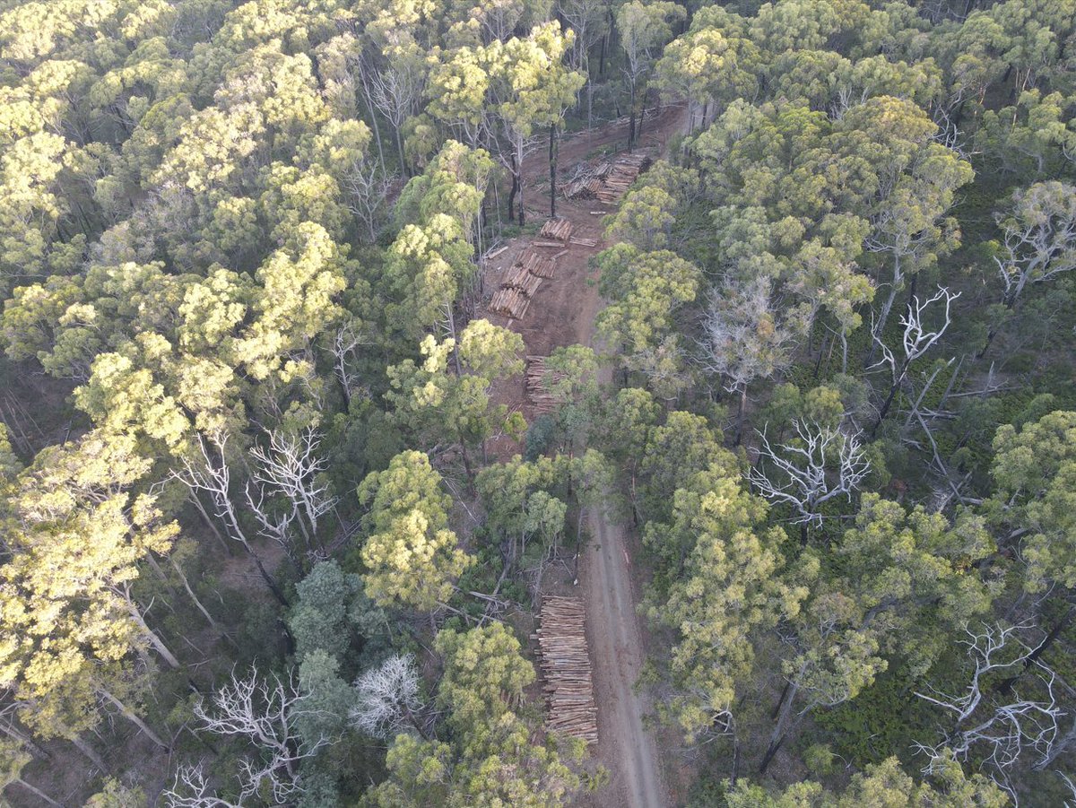 The VNPA has been given photos from within the Silvan Closed Water Catchment in the Dandenong Ranges and has deep concerns about the so called "debris clean up" operations being undertaken by <a href="/MelbourneWater/">Melbourne Water</a> and logs being delivered to saw mills  1/5

#Disasterlogging