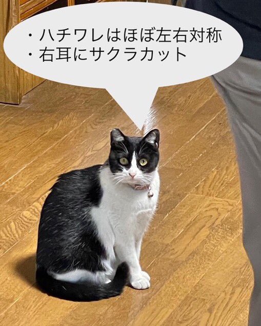 ray_yu224's tweet photo. 捜索者様→@yagichanreturns 
2021年11月29日名古屋市天白区から迷子のやぎちゃんを継続捜索しております。
特徴：
・背中と尻尾は真っ黒
・肩と足、お腹は白
何か情報が有りましたら捜索主様までご連絡宜しくお願い致します。
自宅：#名古屋市 #天白区 #中砂町
#迷子猫 #迷い猫 #愛知県 #拡散希望 https://t.co/gHH5AKcbcx