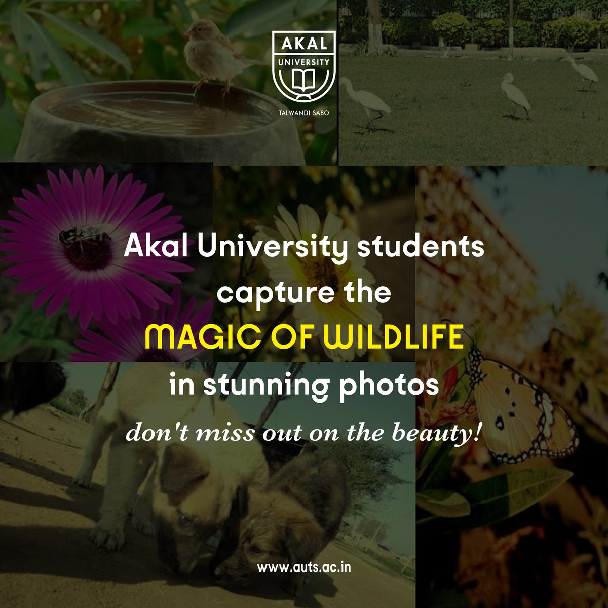 UniversityAkal's tweet photo. Akal University students capture the magic of wildlife in stunning photos - don't miss out on the beauty! 
Akal University's Zooming Zoo Club organized an online photography competition to celebrate National Wildlife Day. 
Read https://t.co/iQnxndIMA8 https://t.co/laxB3t2sCB