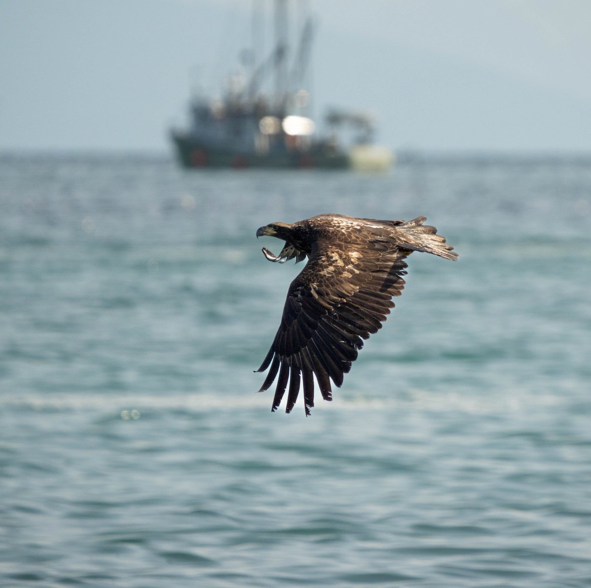 MarneeJill's tweet photo. The colour of the water...Island residents including the fishers and eagles love the excitement of the herring spawn. And it has arrived! #herringrun #QualicumBay #NaturePhotography #fishing #VancouverIsland #baldeagle https://t.co/jZh8mJDebh