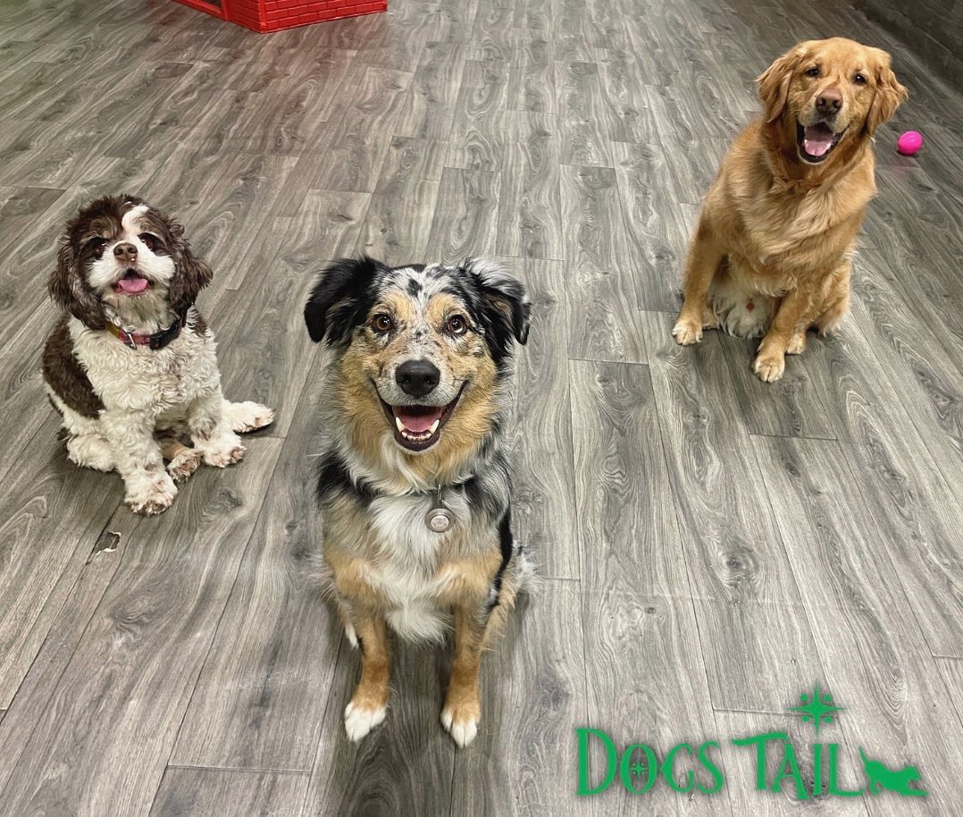 dogstailca's tweet photo. Dogs Tail - 5 Summertime Games Your Dog Will Love https://t.co/wjkBq1xsuP 
.
.
.
.
#dogstail #dogstailinc #dogsdaycare #summergames #dog #pet https://t.co/uMPa2irx64