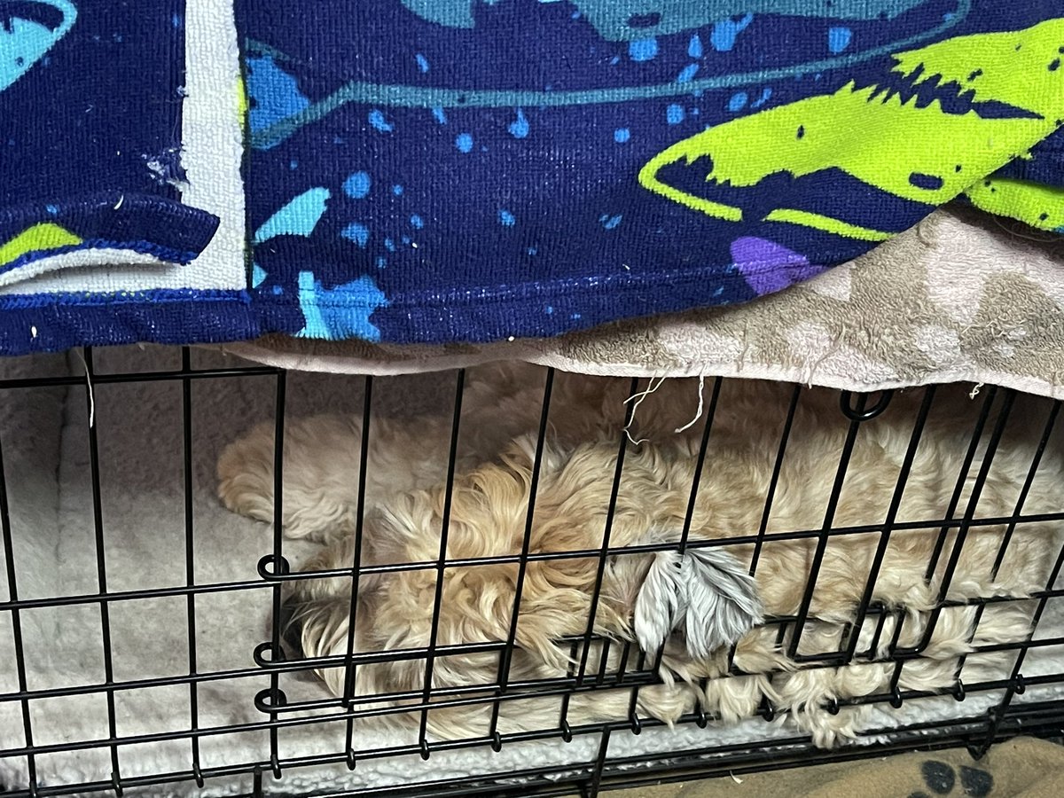 Miss Maisie and her buddy Bagel - she loves her pals and Cori's K9 Training. 

The aftermath is what I love… #dogsoftwitter